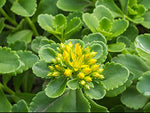 Panax Notoginseng
