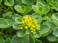 Panax Notoginseng
