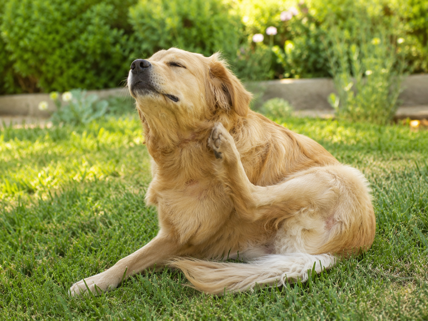 Heat, Moisture, and Itch: Why Dog Skin Problems Flare Up in Warm Weather