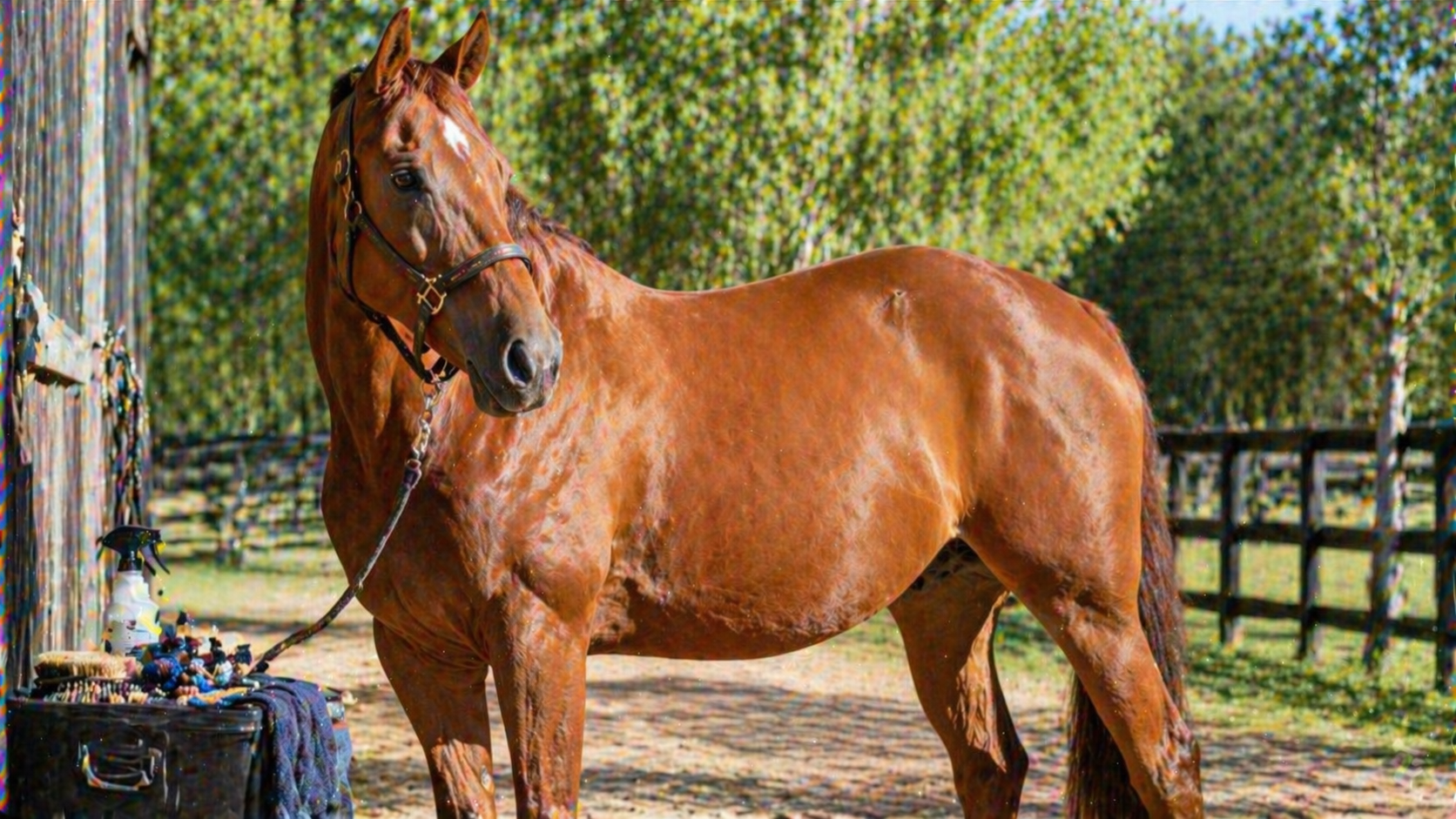 Healthy Coat Horse: Summer Grooming, Skin Support, and Outdoor Care Tips