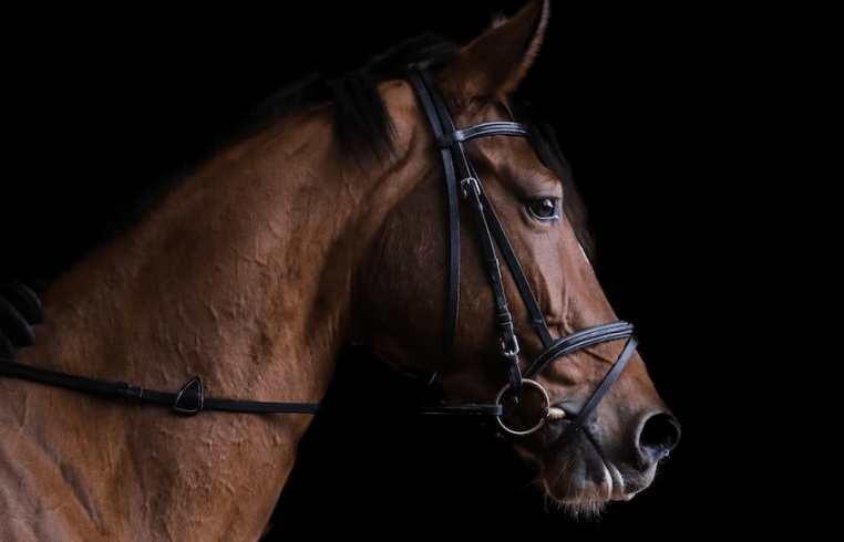 What to Do if Horse Gets Sprains or Strains?