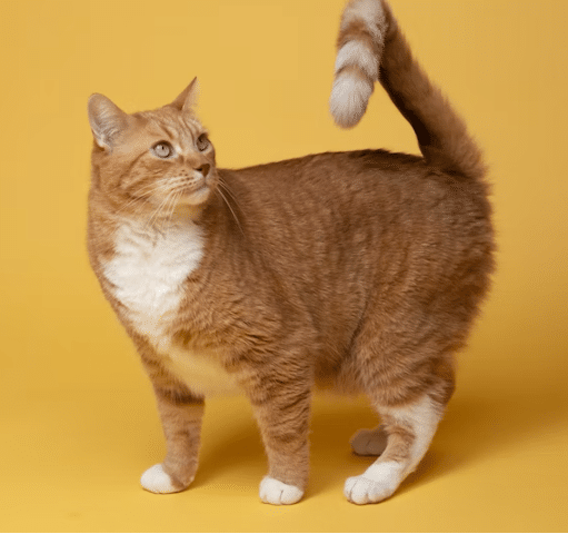Should I Keep My Cat Indoors During The Winter?