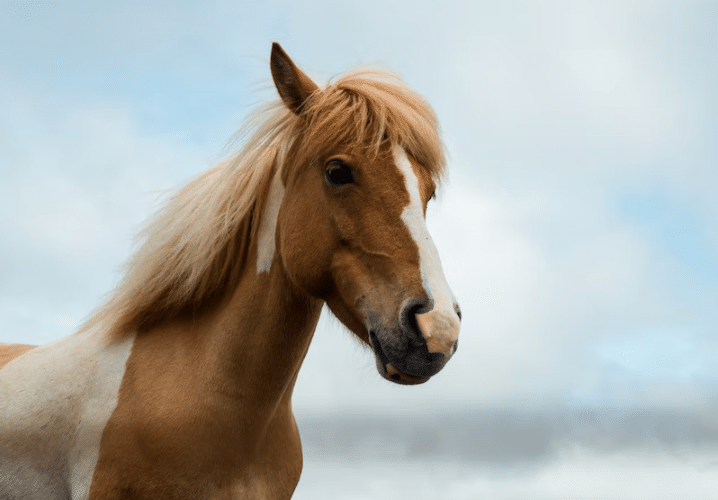 4 Problems Faced by Active Horses