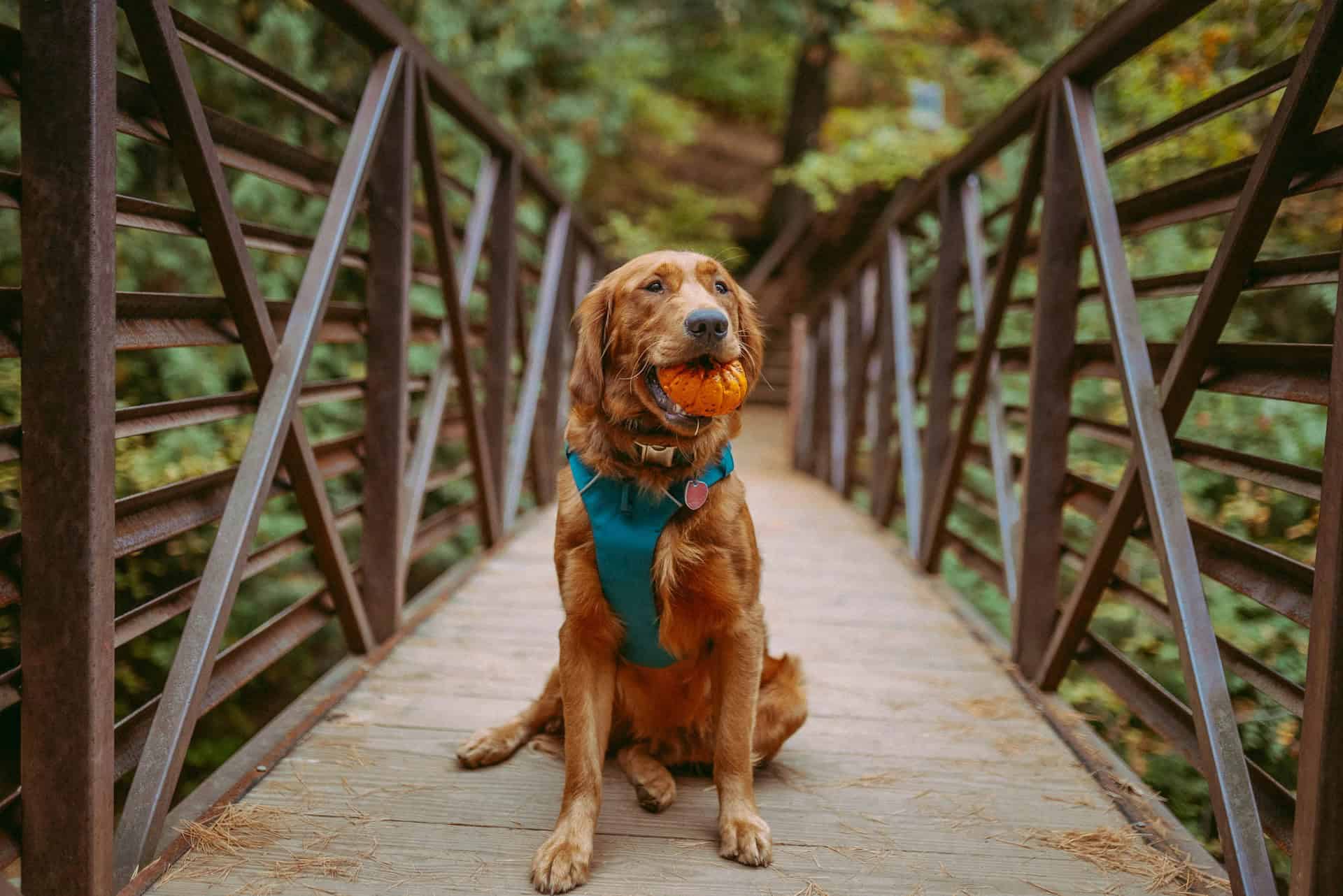 Thanksgiving Safety Tips: Can Dogs Eat Pumpkin Seeds?
