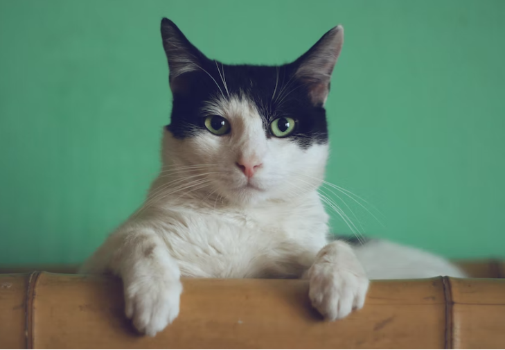 What Can I do if My Pet’s Paws Gets Frostbite?