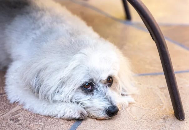 Is Your Dog Scared of Thunder? Here's How to Calm Them