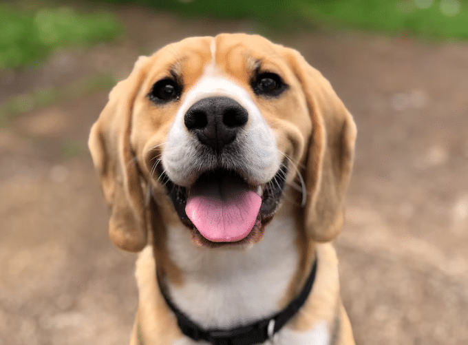 4 Reasons Why Your Dog May Have Bad Odor