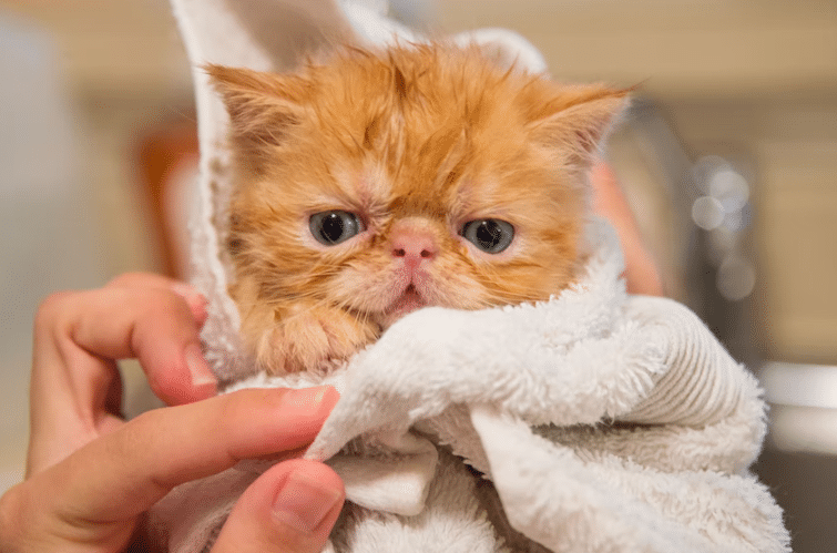 How to Groom a Cat That Hates Bathing