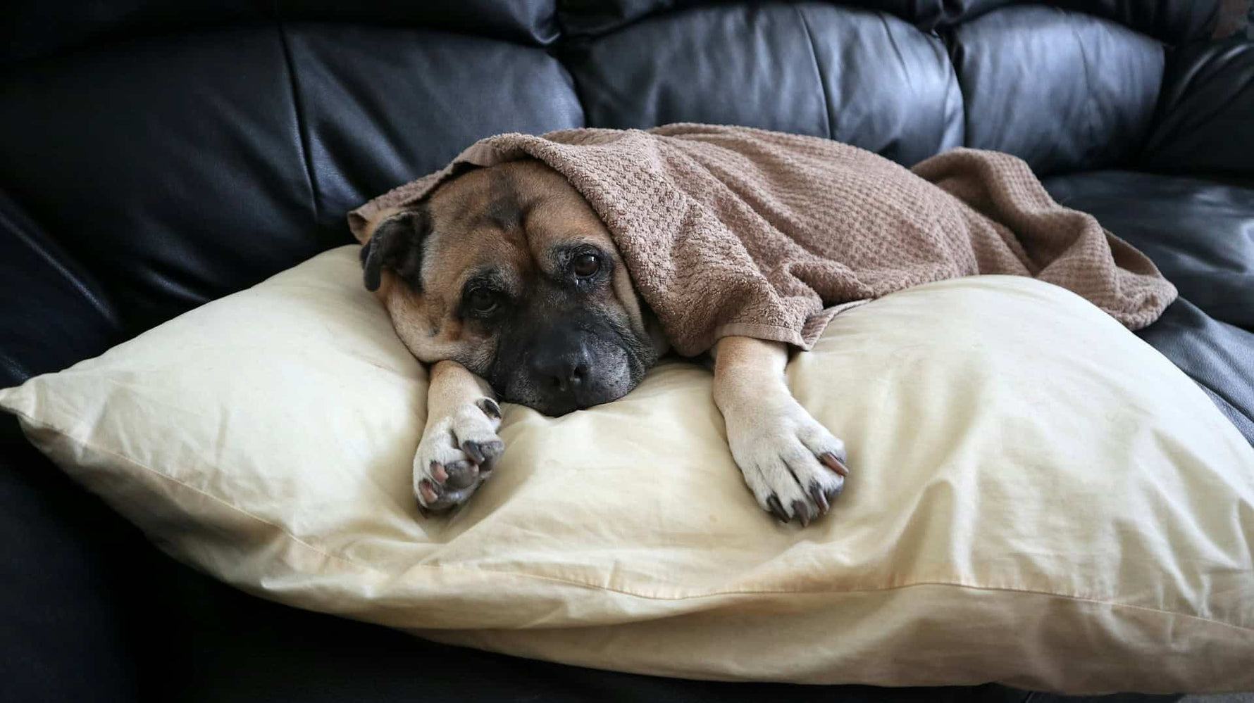 Signs of Pain in Senior Dogs: Here's What to Look Out For