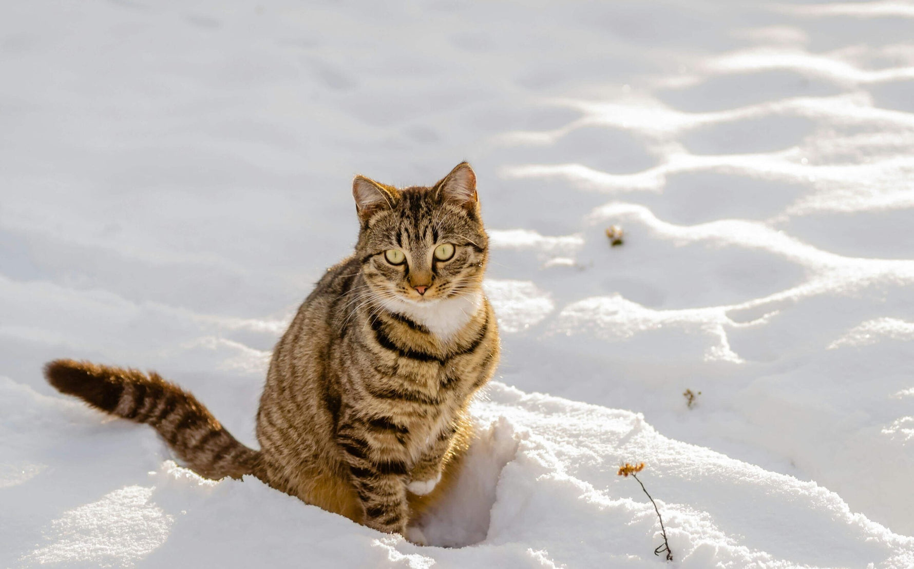 How Cold is Too Cold for Cats?