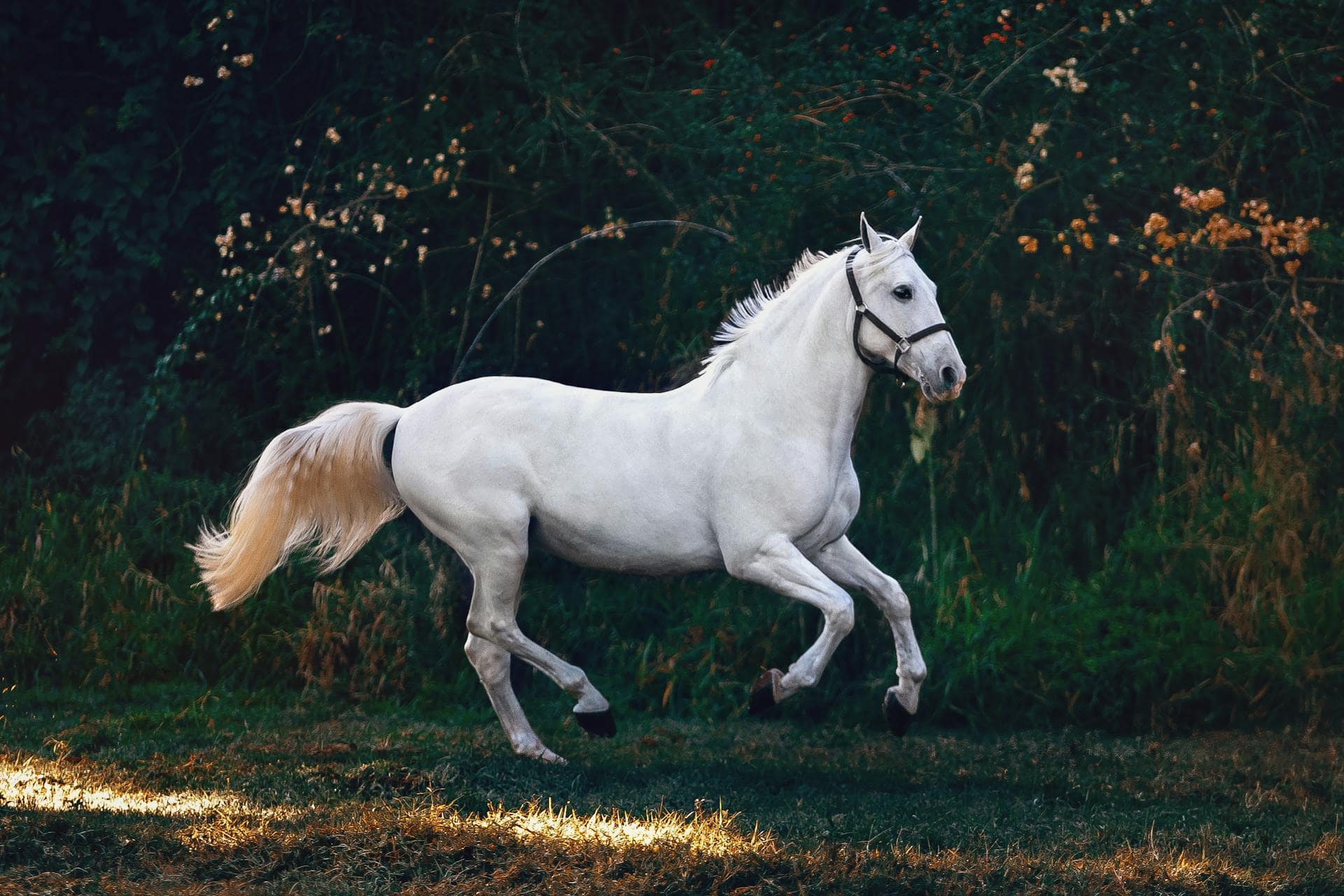 Arthritis in Horses: Here's What to Do