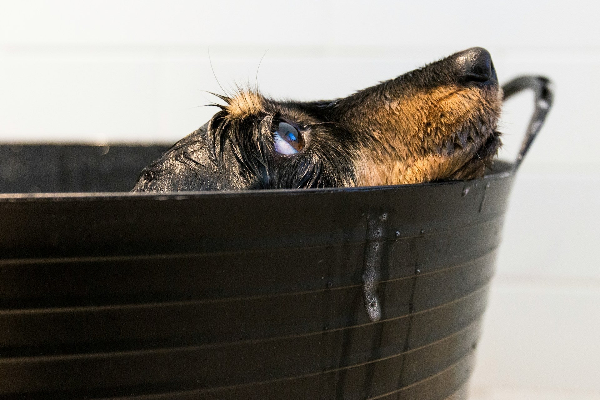 Dog Shampoo Do's and Don'ts: What to Watch Out For