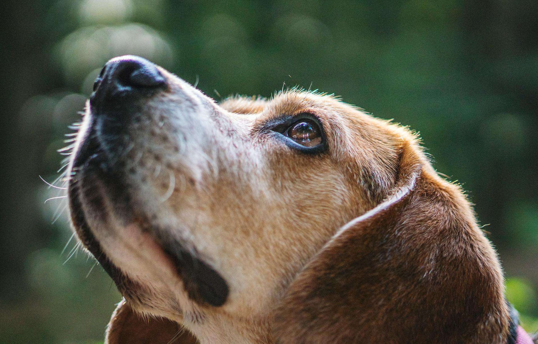 Dog Eye Boogers: Causes and Treatment