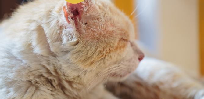 What's Causing Allergies In Your Pet?