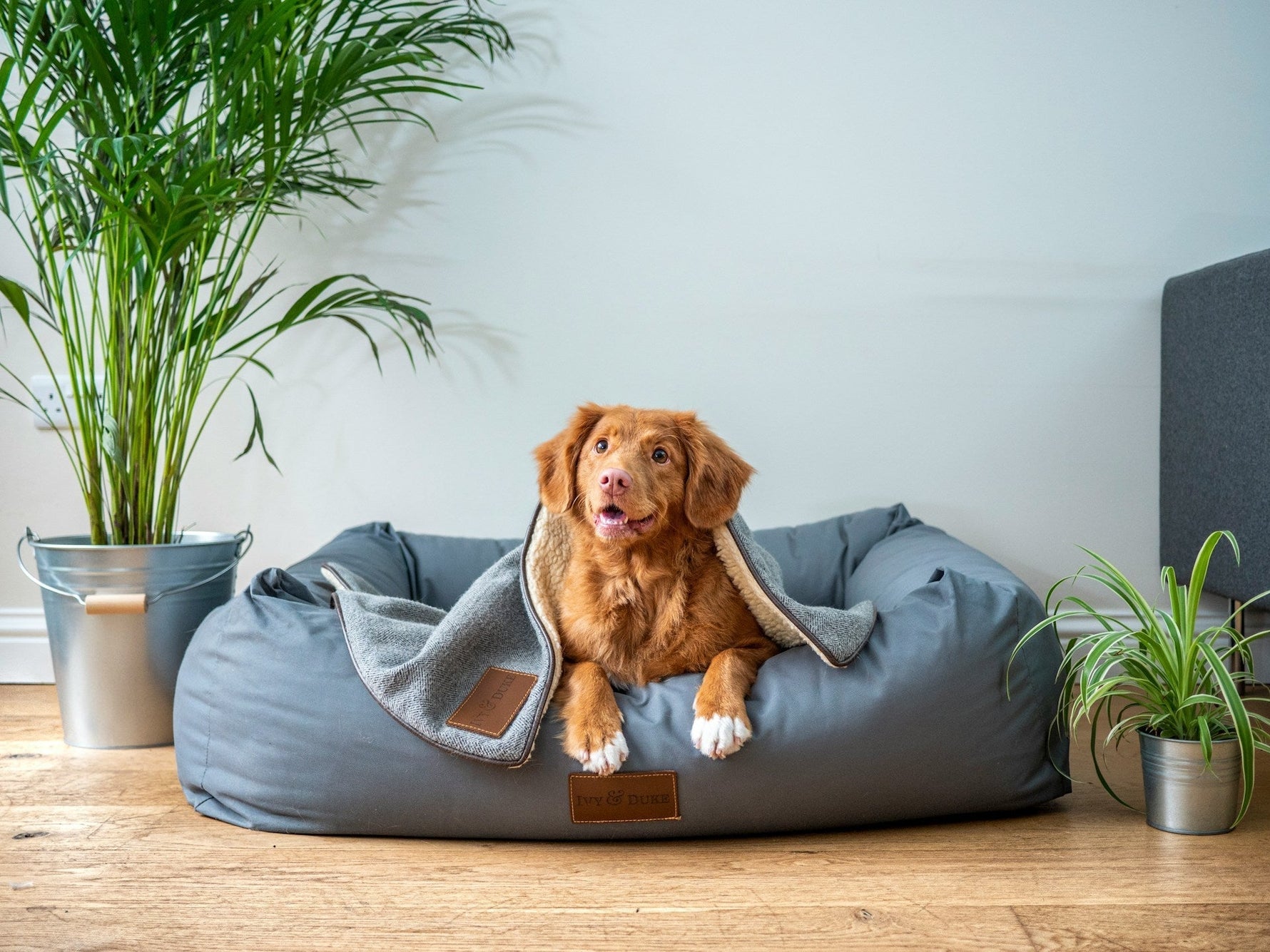 Why Dogs Get So Excited When You Come Home