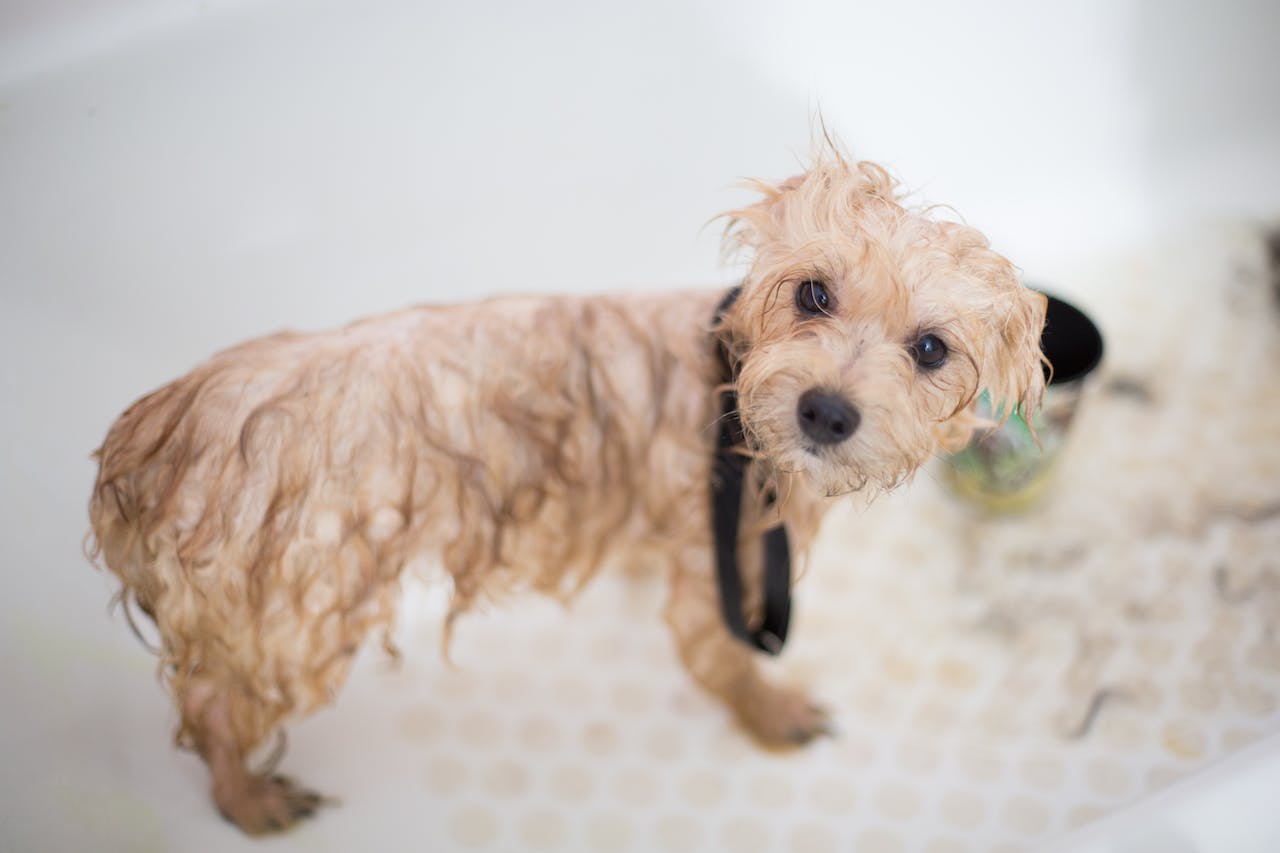 Can You Wash a Dog With Dawn? Safe and Recommended Techniques