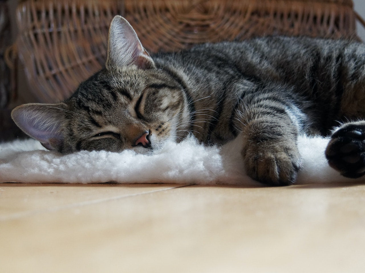 The Best Essential Oils Safe for Cats