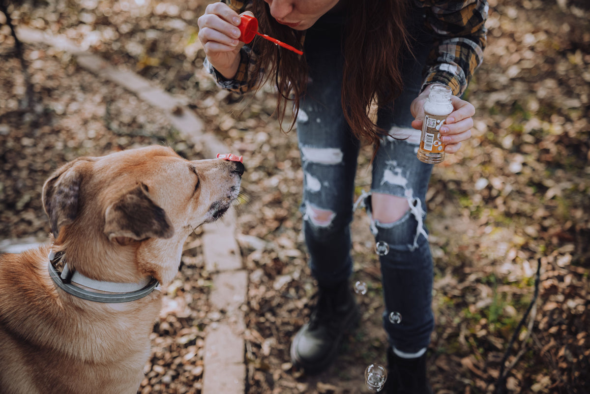 How to Support Your Dog's Immune Health Through Everyday Habits