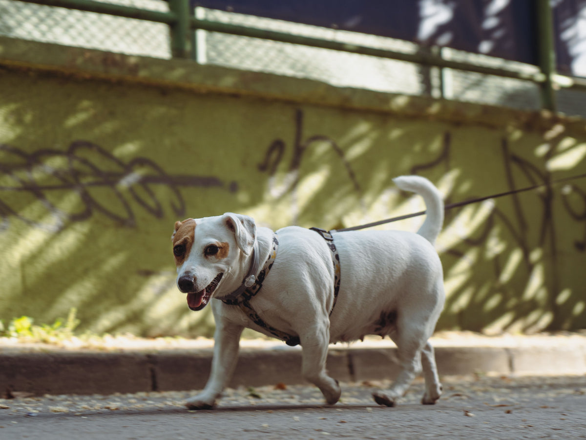 Why Healthy Weight Matters for Your Dog's Joint Comfort