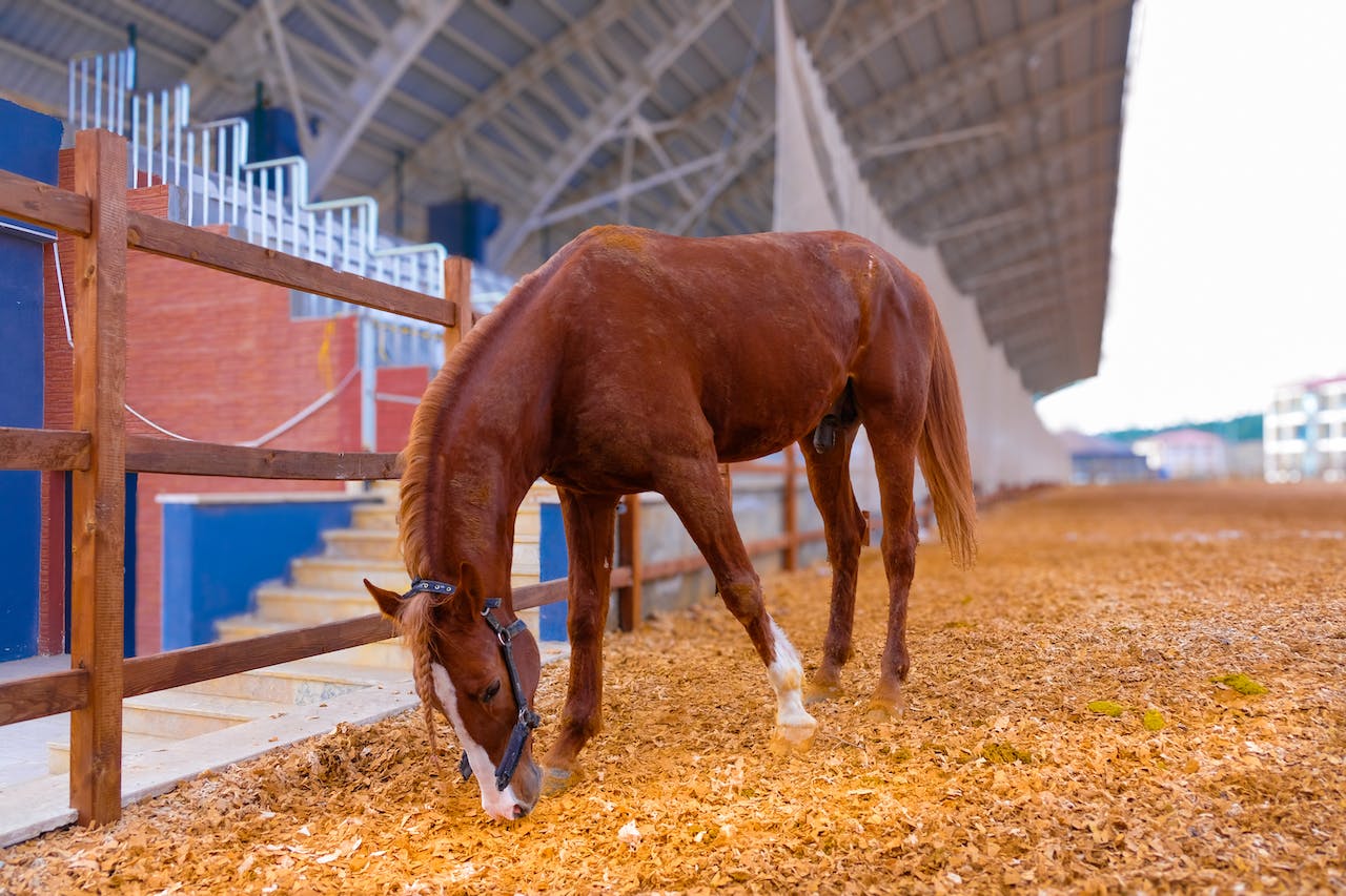 Top Signs Your Horse Might Be in Pain