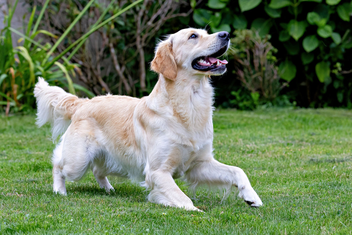 What Nutrients Help Support Healthy Skin and a Shiny Coat in Dogs?