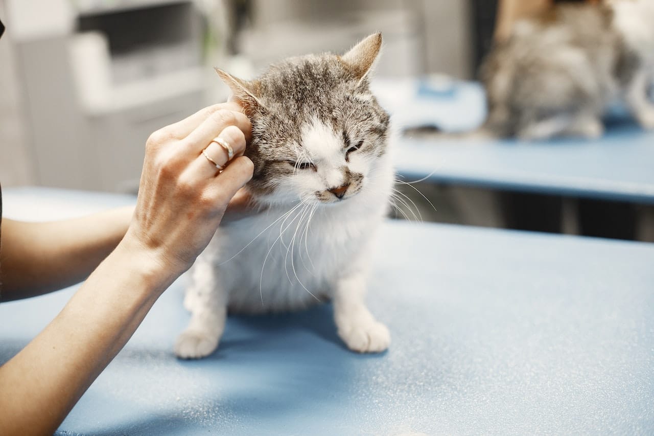 Cat Limping: Common Causes and When to Seek Veterinary Care