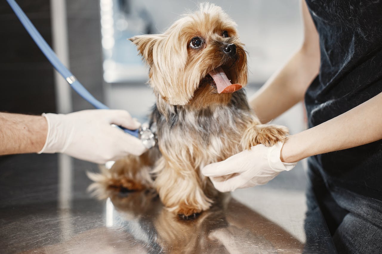 How to Treat an Open Wound on a Dog: First Aid Tips