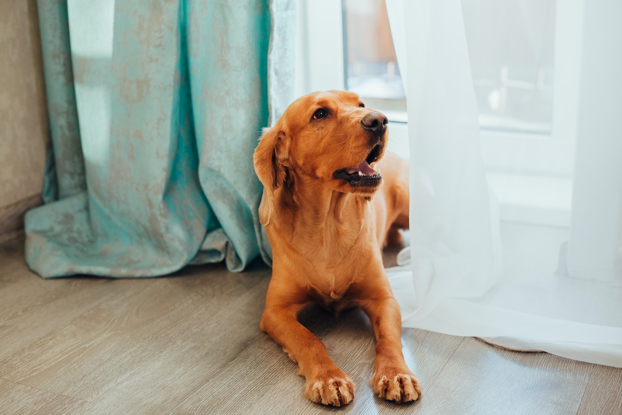 Do Dogs Groom Each Other?