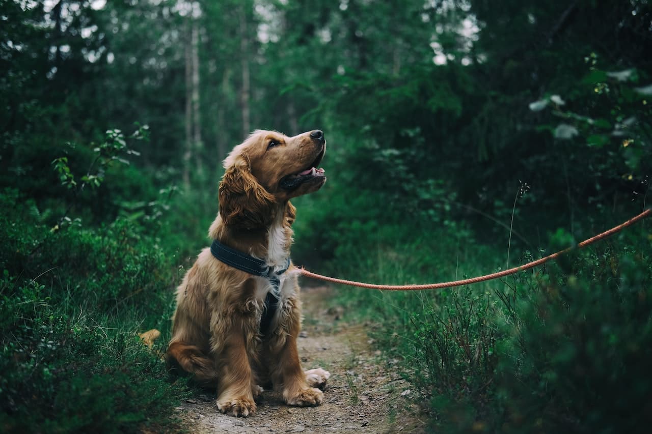 Critical Signs of Stress in Dogs: A Comprehensive Guide