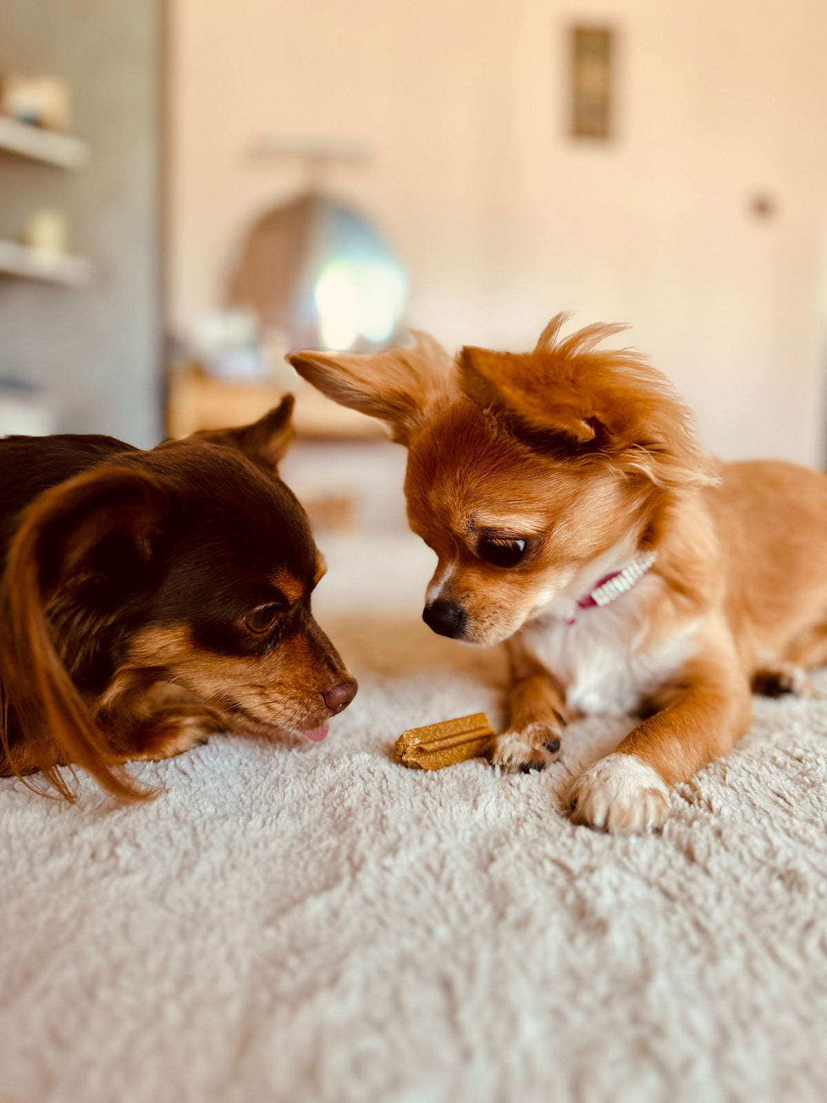 How to Choose Healthy Treats for Your Dog Without Overfeeding