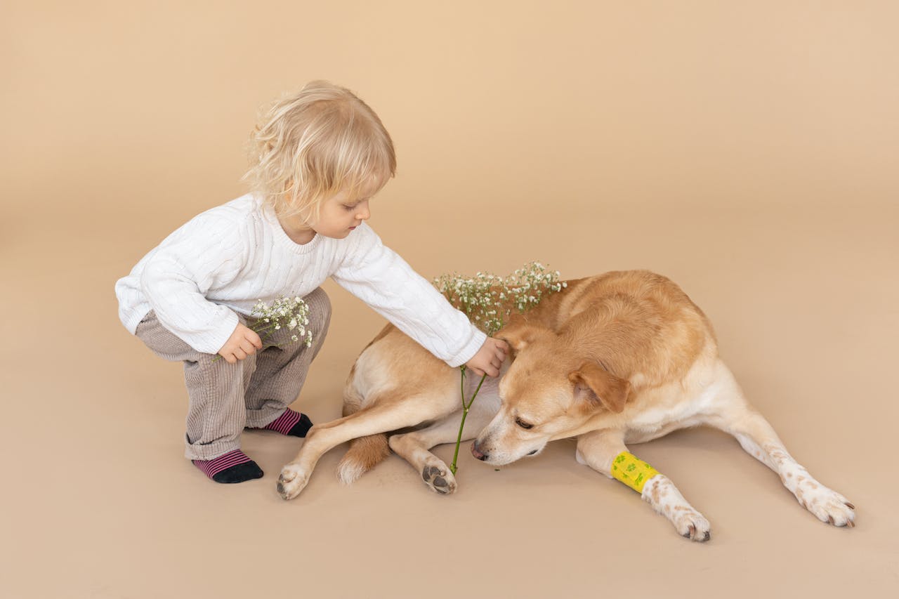 Torn ACL in Dogs: Causes, Symptoms, and Treatment Options