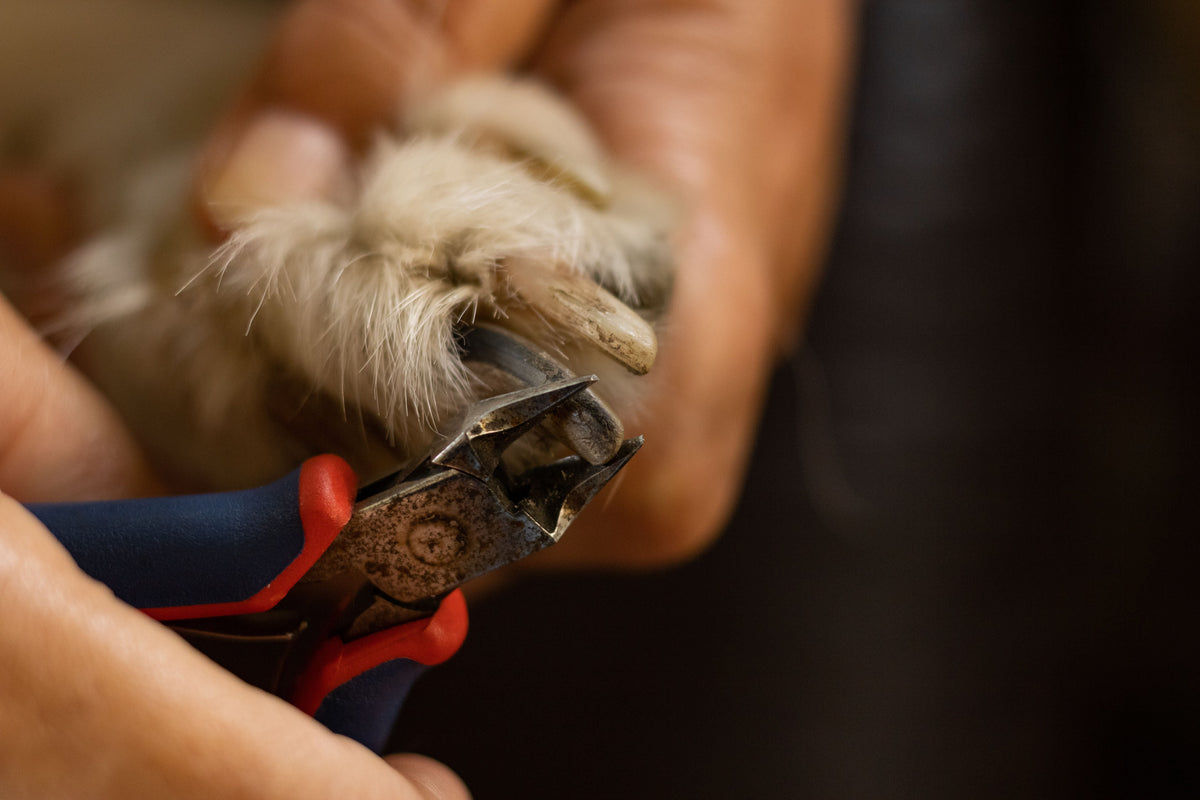 What to Do if Your Dog Steps on Something Sharp