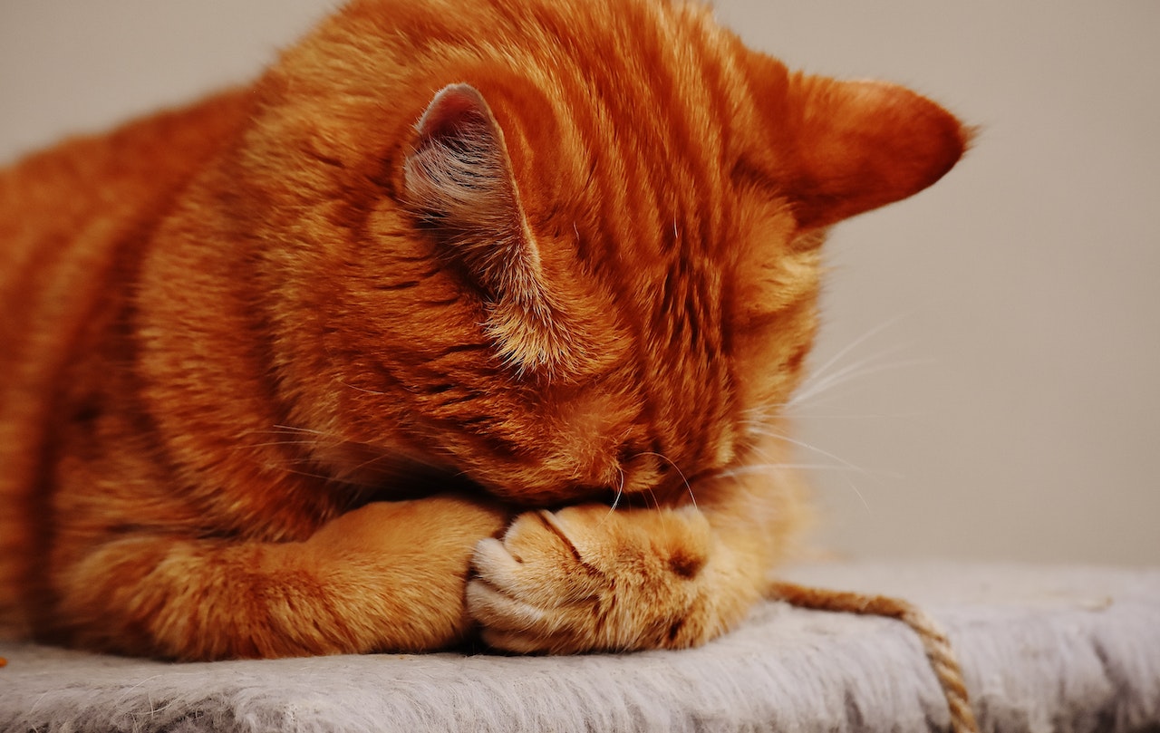Anxiety in Cats: Identifying, Managing, and Soothing Feline Stress