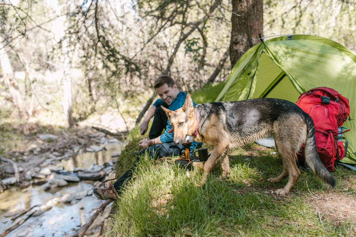 How to Prepare Your Dog for a Safe Weekend Camping Trip