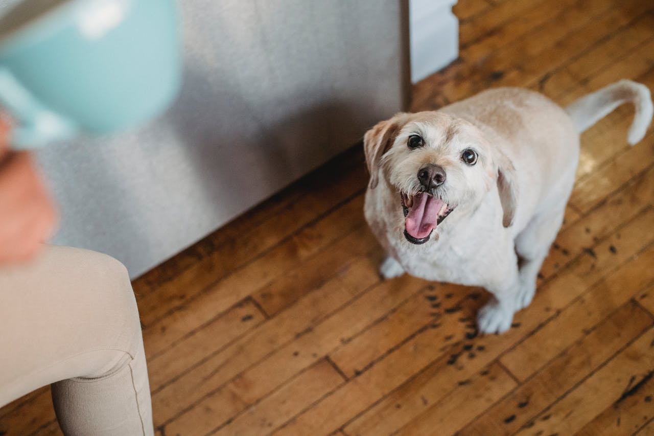 Natural Anti-Inflammatory for Dogs: Safe and Effective Remedies