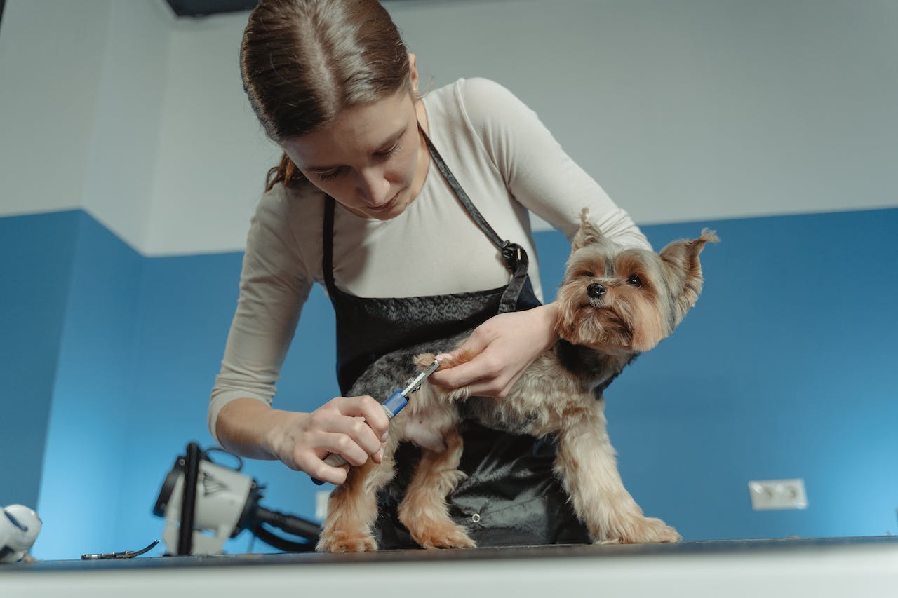 Our Guide to How Often You Should Groom Your Dog