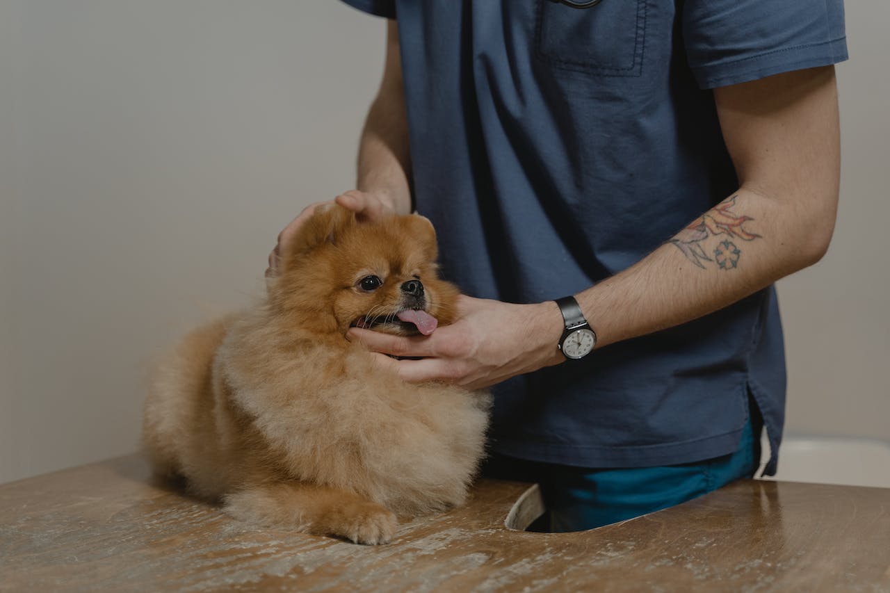 How to Bandage a Dog Wound: Step-by-Step First Aid Guide