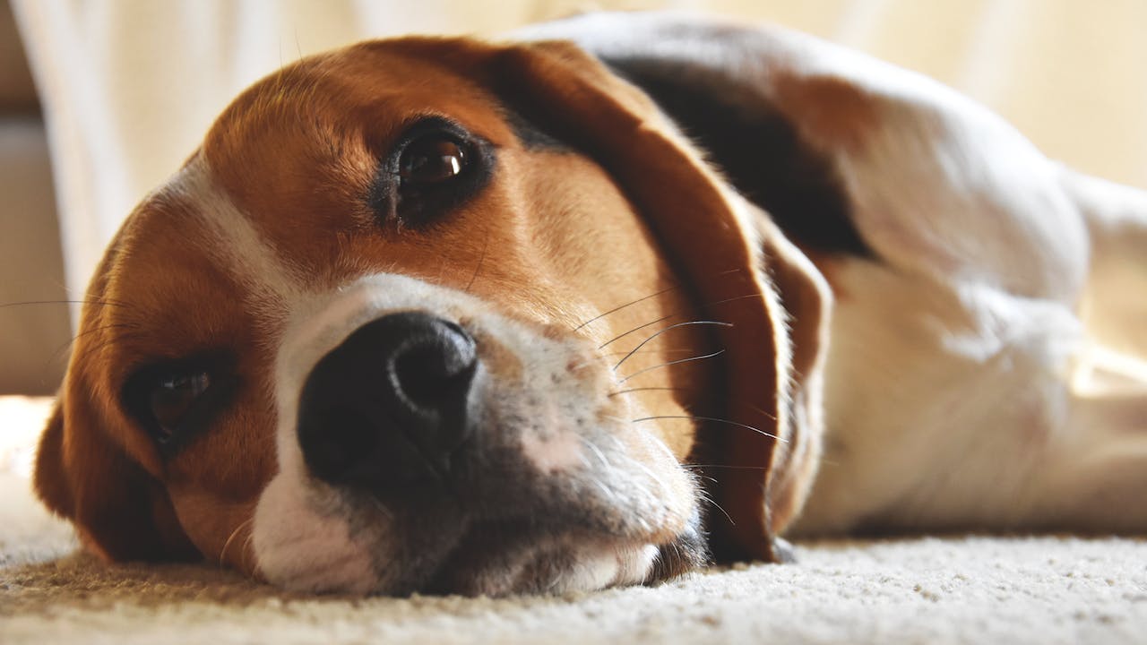 Effects of Cutting Dog Whiskers: What Dog Owners Should Know