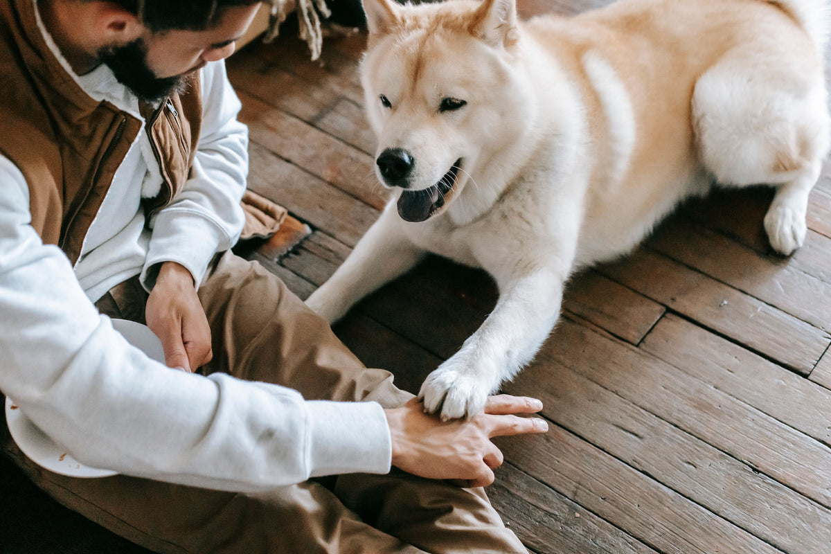 How to Build a Pet Emergency Contact Plan Before You Need It