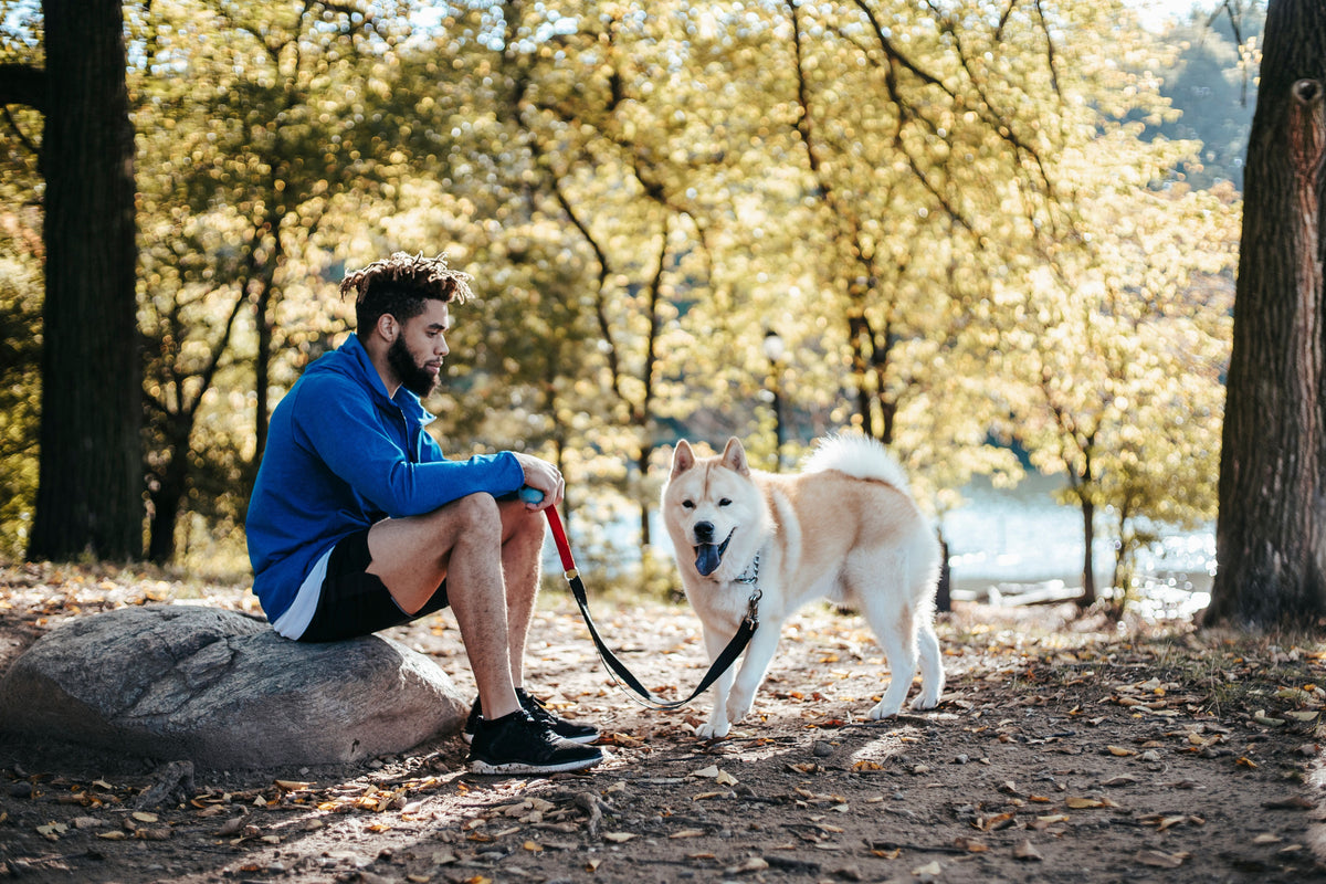 How to Help Your Dog Recover Comfortably After an Active Day Outdoors