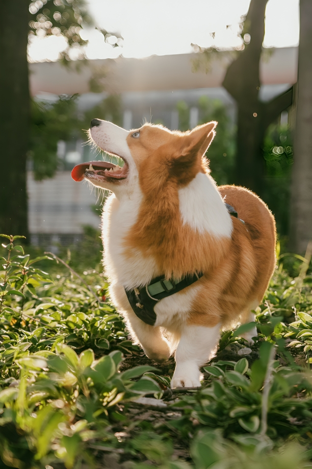 Helping Dogs Move Comfortably Again: Supporting Joint Health Without Pills