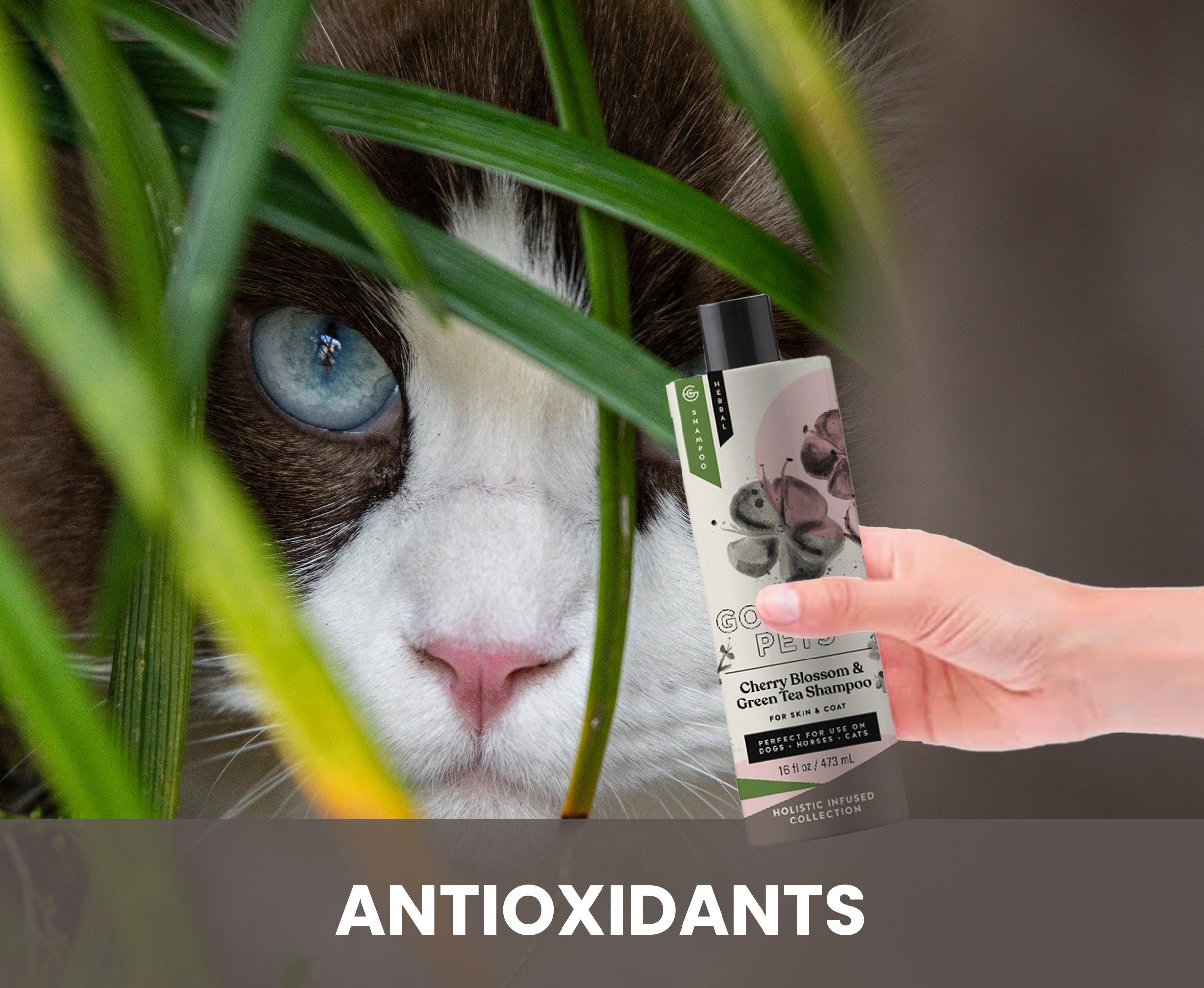 Cherry Blossom and Green Tea Shampoo for Cats