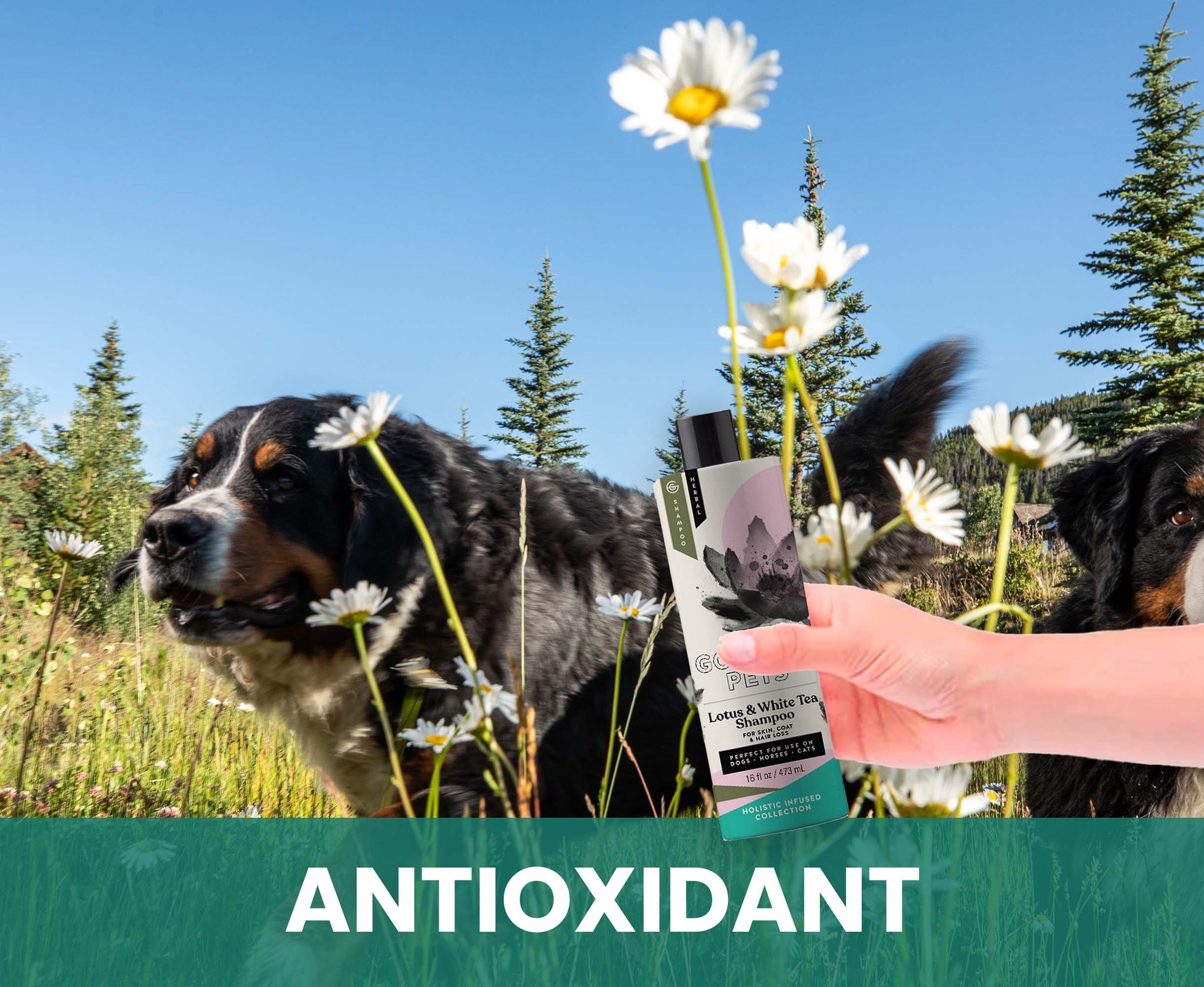Lotus and White Tea Shampoo for Horses: Natural Control for Deshedding