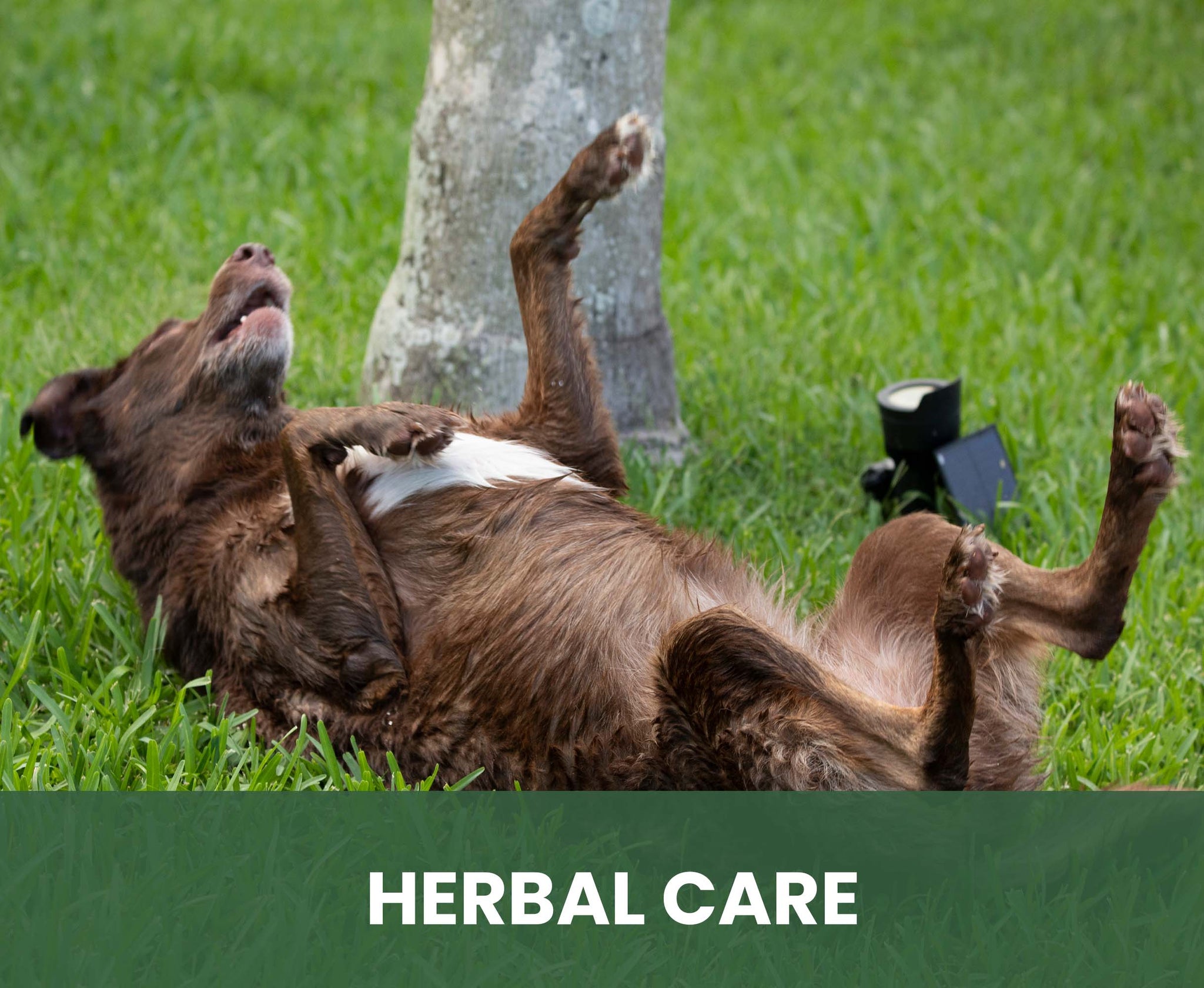 Therapeutic Shampoo for Horses: Natural Relief for Skin Yeast Overgrowth