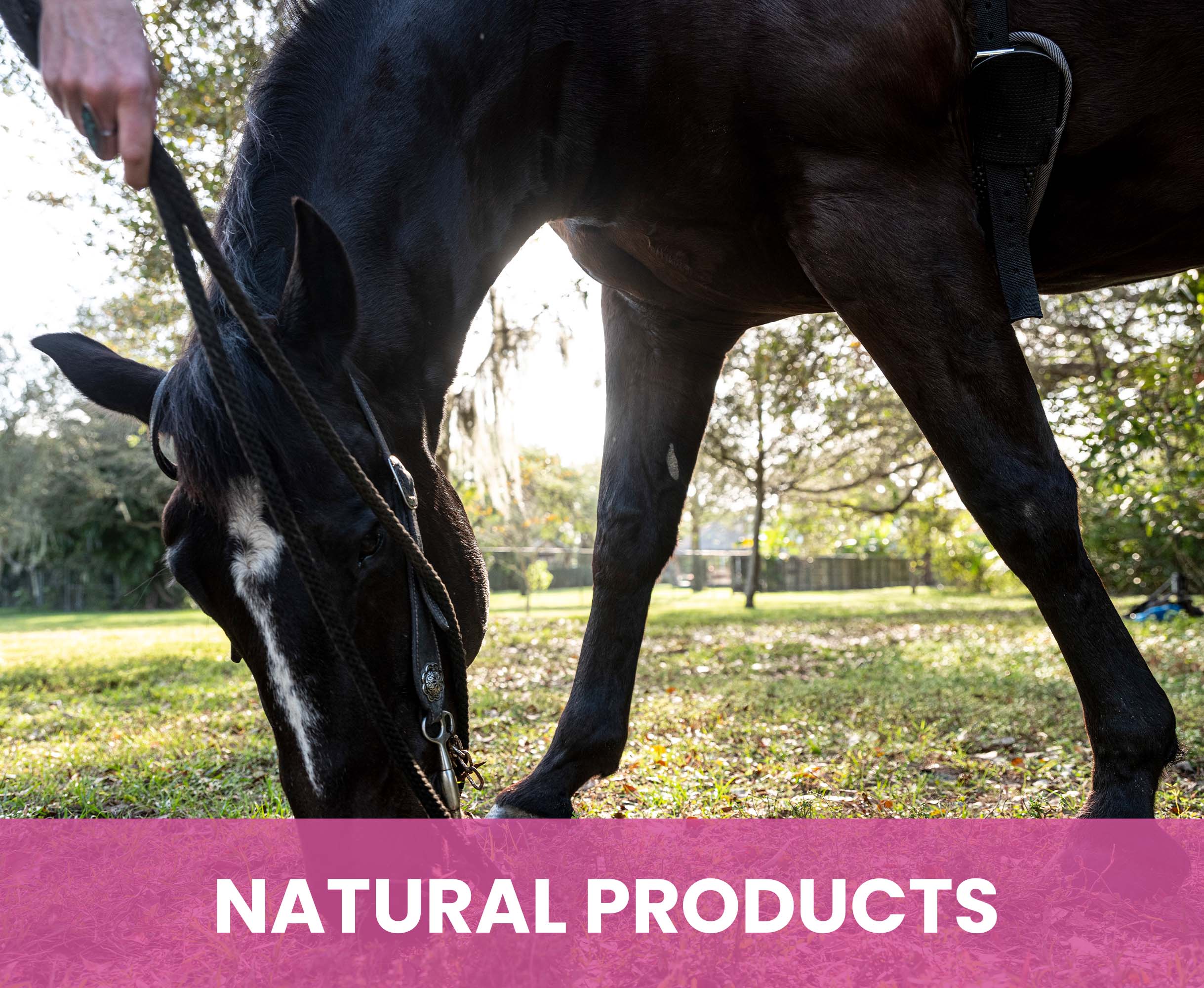 Calming Shampoo for Dogs