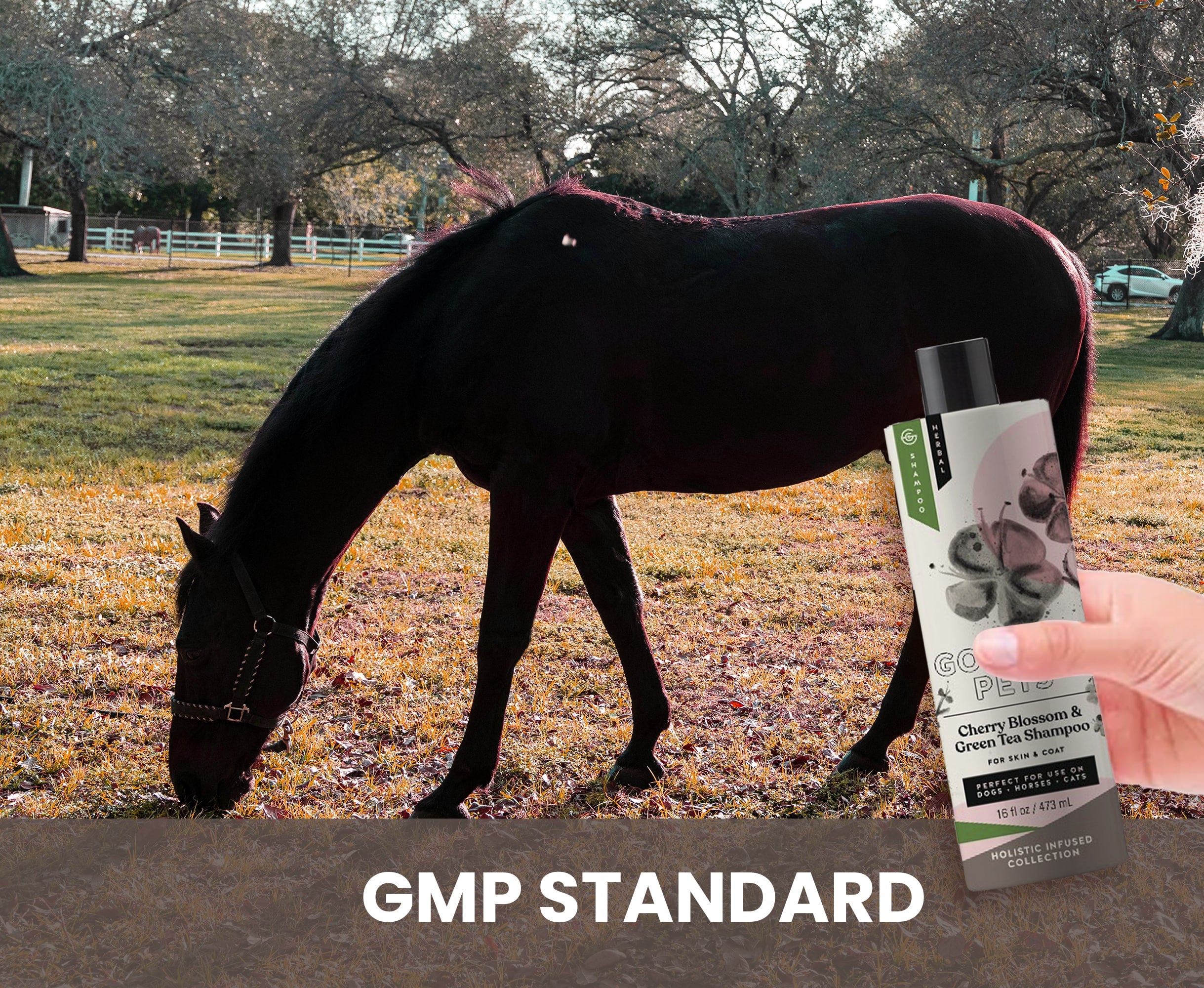 Cherry Blossom and Green Tea Shampoo for Dogs