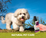 White dog standing outdoors with a bottle of natural pet care product held by a hand.
