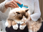 Person grooming a fluffy cat with a blue comb