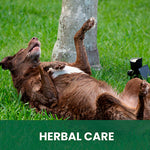Therapeutic Shampoo for Dogs: Natural Relief for Skin Yeast Overgrowth image 3