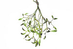 Herba Taxilli